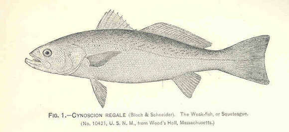 Image of Sea trouts