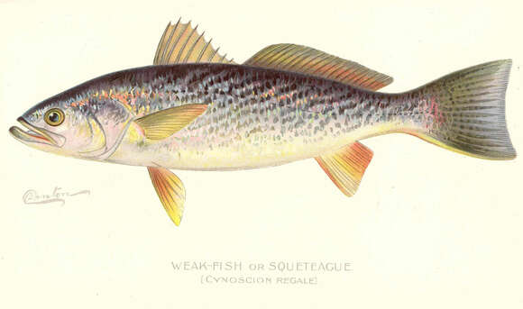 Image of Sea trouts