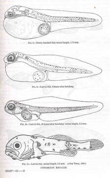 Image of Sea trouts