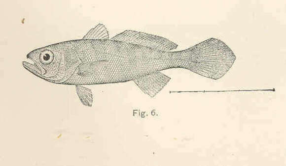 Image of Sea trouts