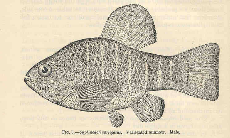 Image of Cyprinodon