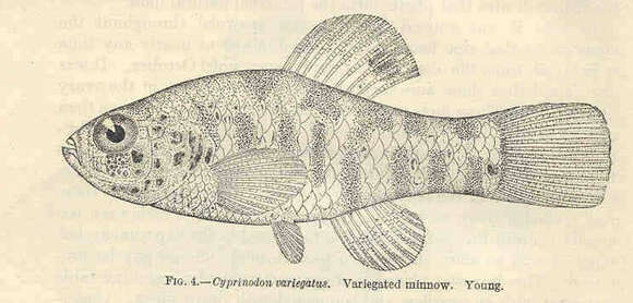 Image of Cyprinodon