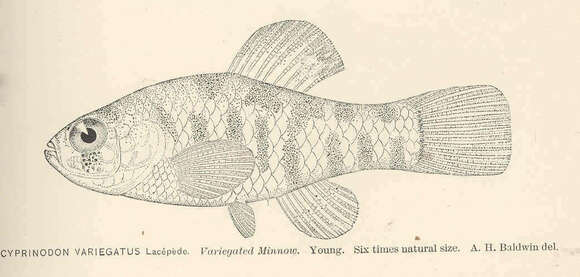 Image of Cyprinodon