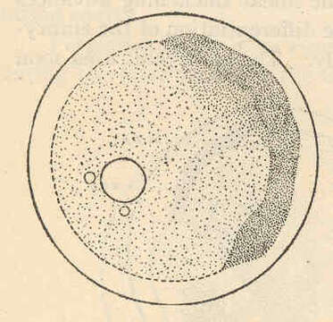 Слика од Cyprinodon