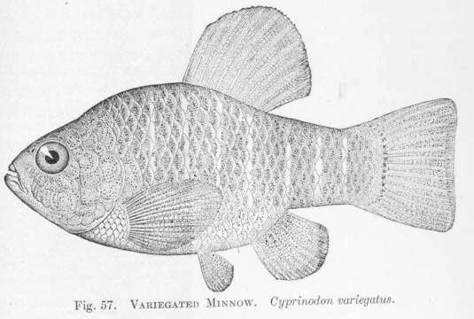 Image of Cyprinodon