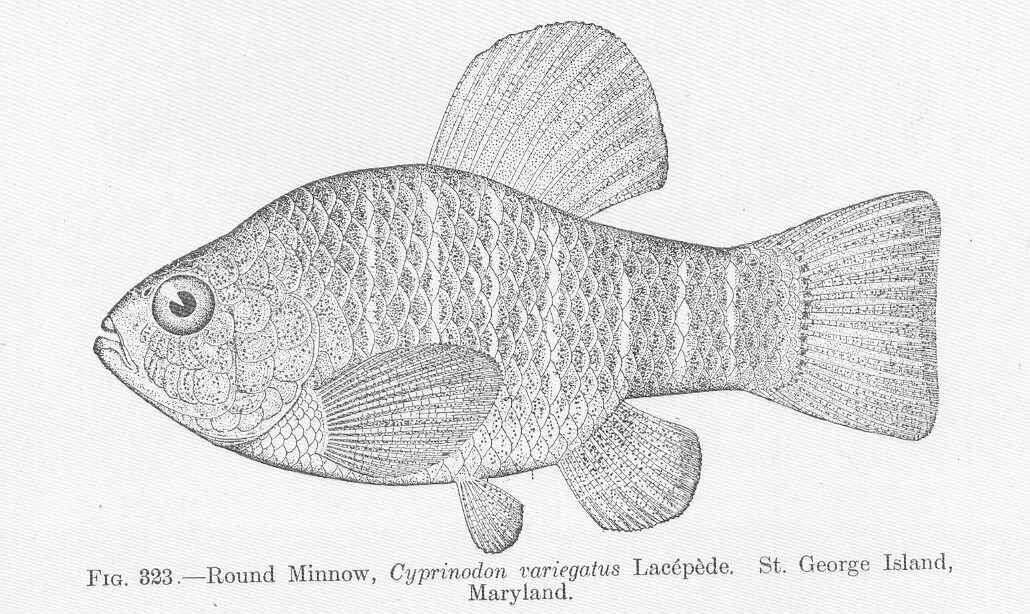 Image of Cyprinodon