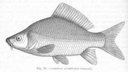 Image of Carassioides