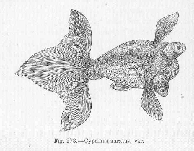 Image of Carassius