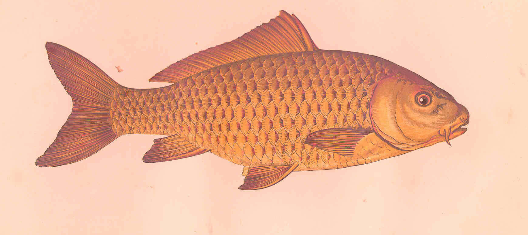 Image of Common carps