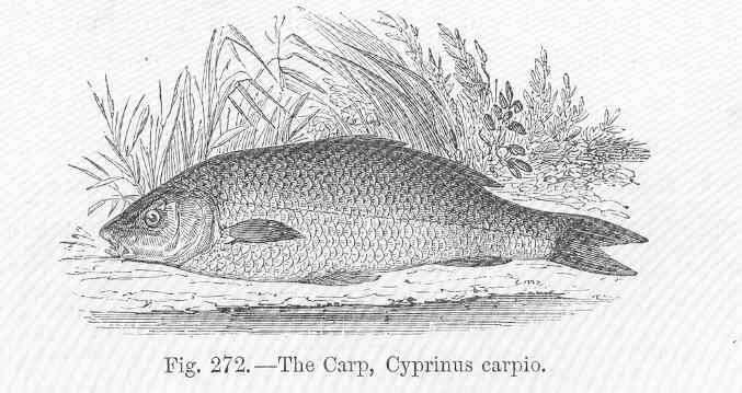 Image of Common carps