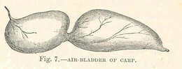 Image of Common carps