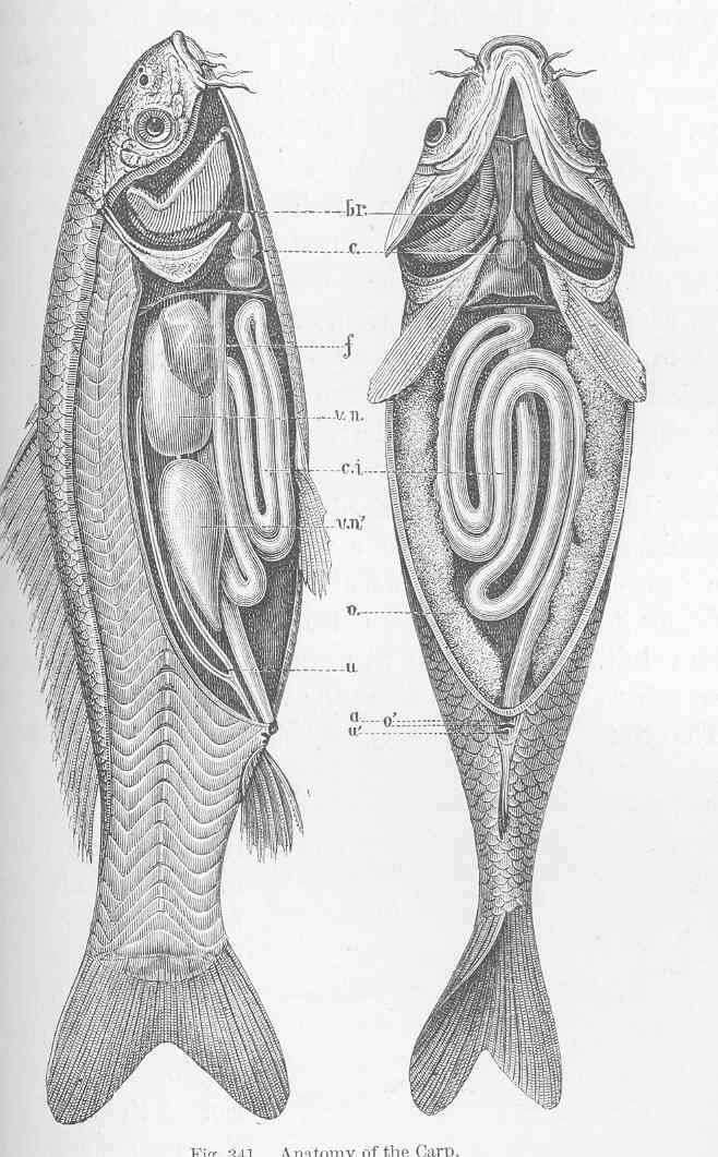 Image of Common carps