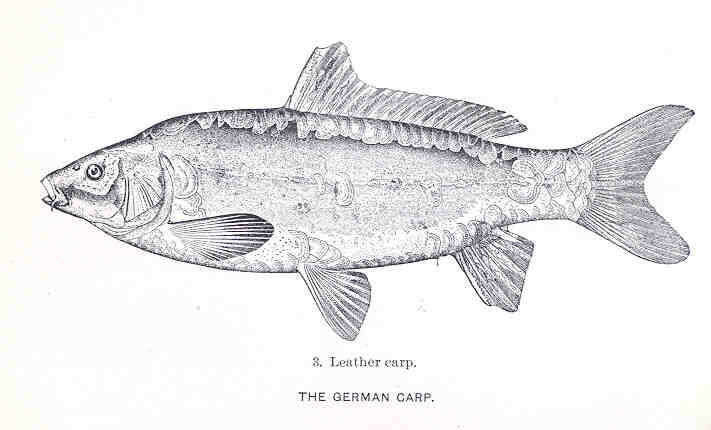 Image of Common carps