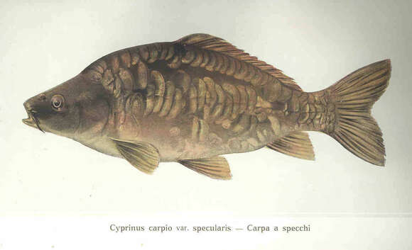 Image of Common carps