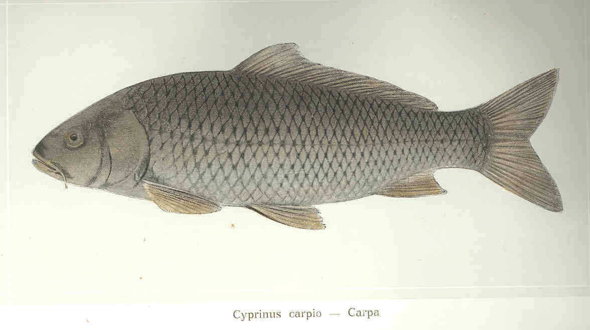 Image of Common carps