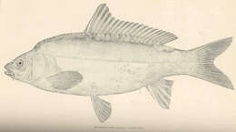 Image of Common carps