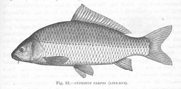 Image of Common carps