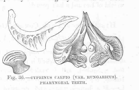 Image of Common carps