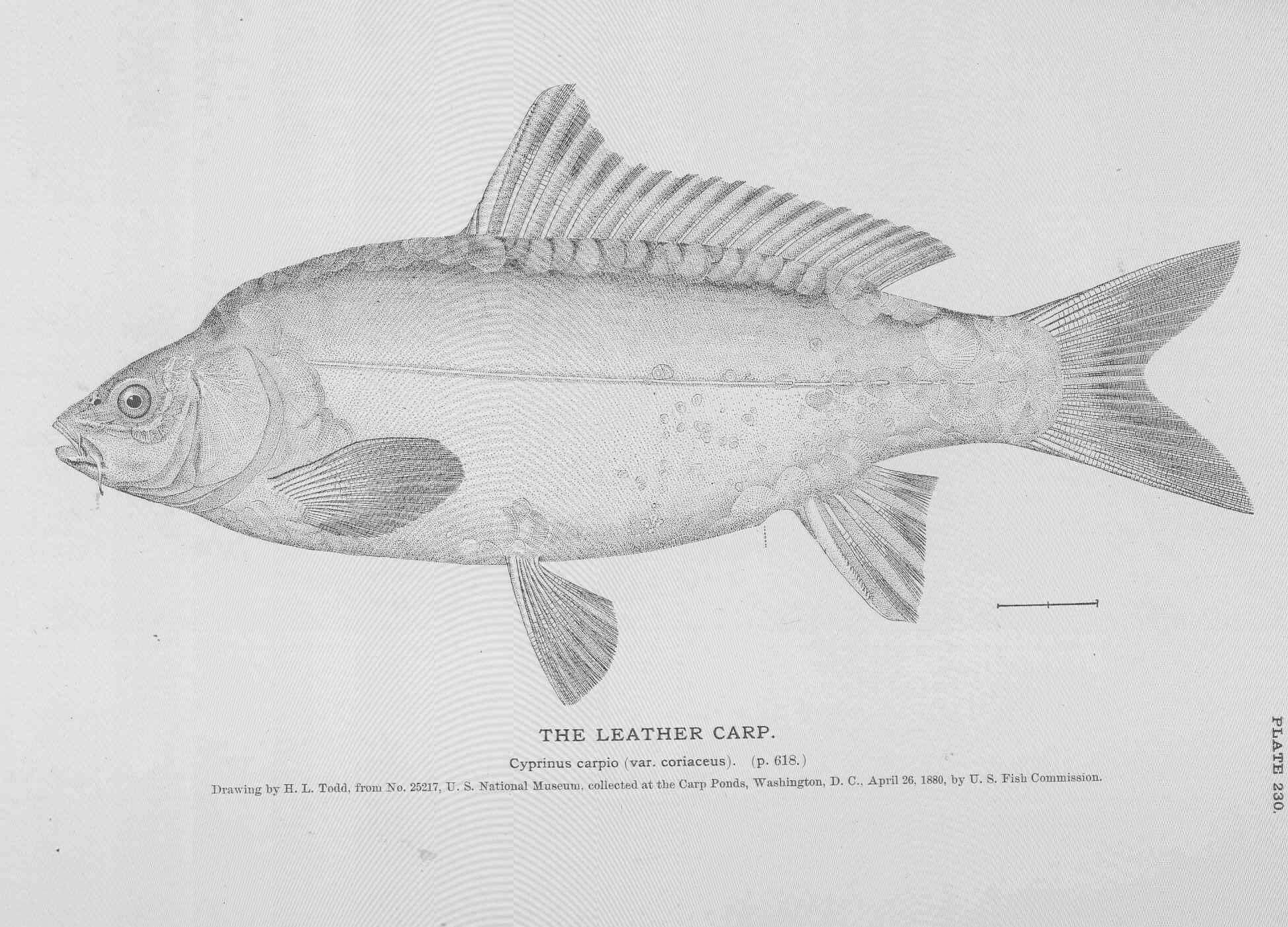 Image of Common carps