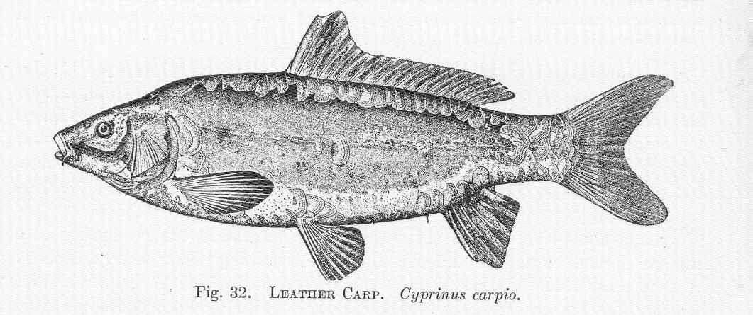 Image of Common carps