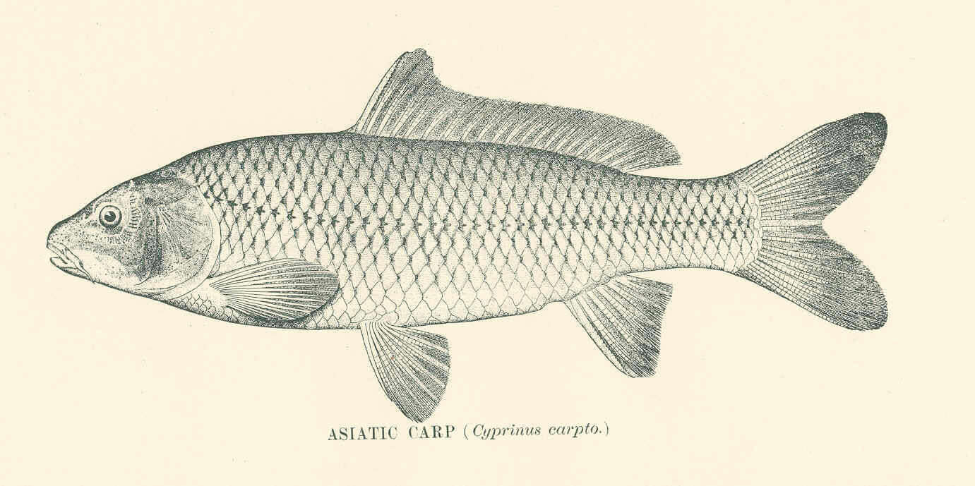 Image of Common carps