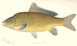 Image of Common carps