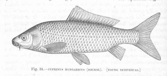 Image of Common carps