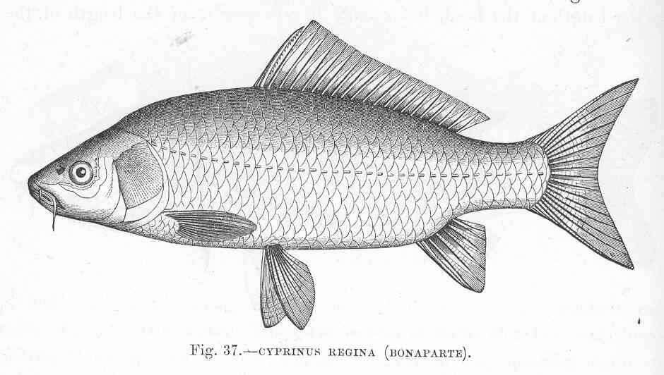 Image of Common carps