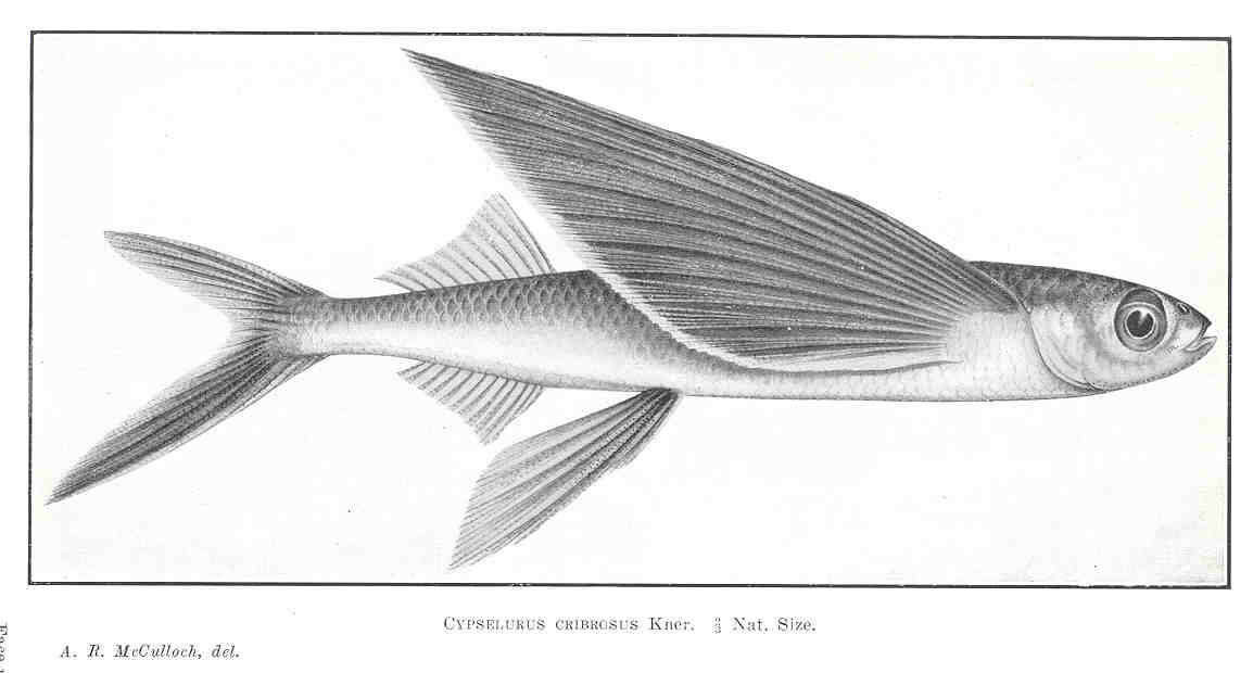 Image of Cypselurus