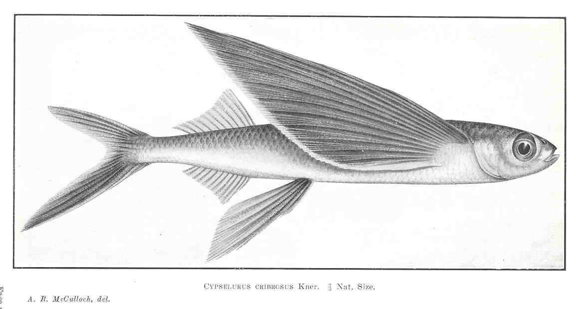 Image de Cypselurus