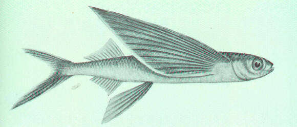 Image of Cypselurus