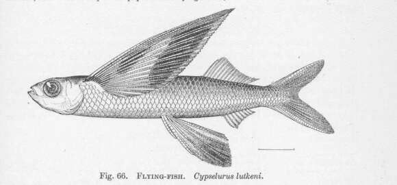 Image of Cypselurus