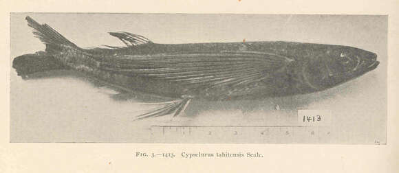 Image of Cypselurus