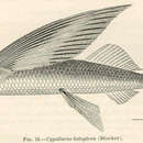 Image of Cypsilurus