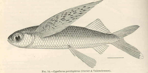 Image of Cypselurus