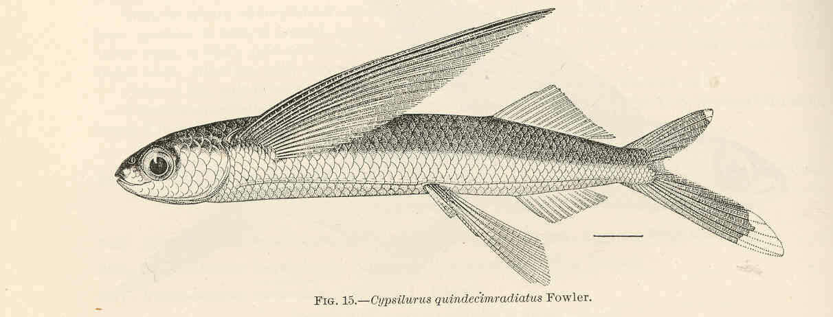 Image of Cheilopogon