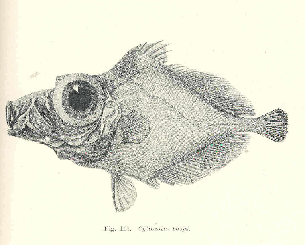 Image of warty dories