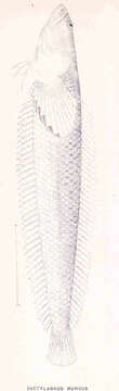 Image of Dactylagnus