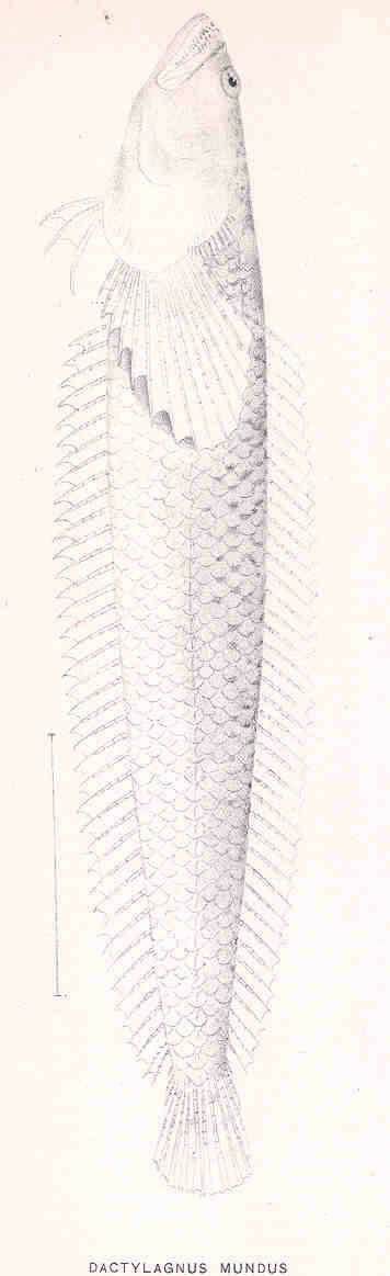 Image of Dactylagnus
