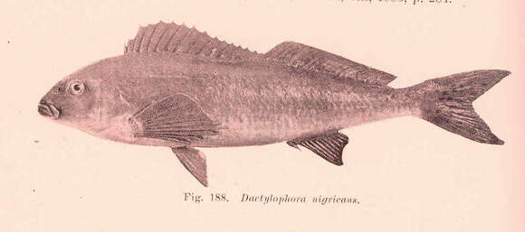 Image of Dactylophora