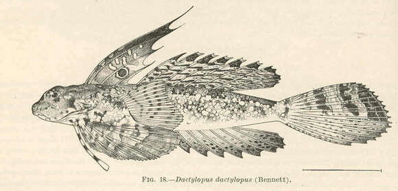 Image of Dactylopus