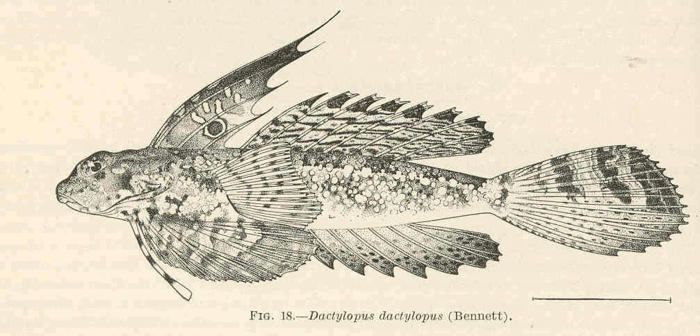 Image of Dactylopus