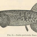 Image of Dallia pectoralis Bean 1880
