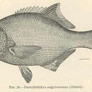 Слика од Rhacochilus vacca (Girard 1855)