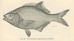 Image of Rhacochilus