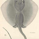 Sivun Dasyatis brevis (Garman 1880) kuva