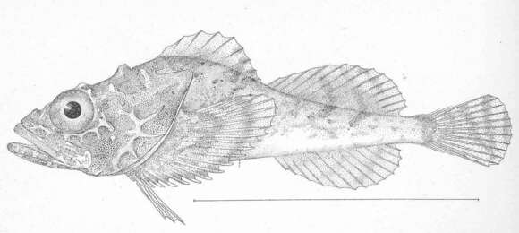 Image of Dasycottus