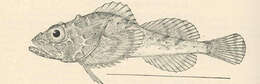 Image of Dasycottus