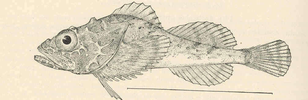 Image of Dasycottus