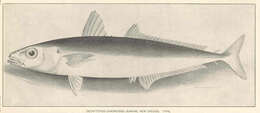 Image of Decapterus